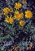 Berkheya multijuga 'Golden Spikes'